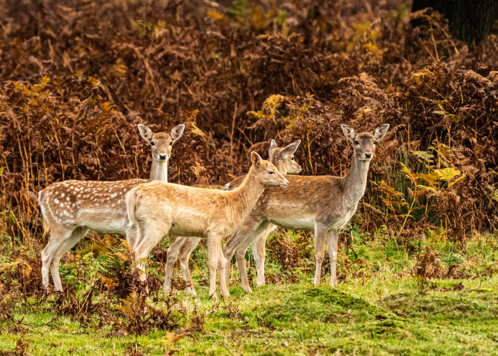 Antalis team take part in team building event for Earth Day Bradgate Park