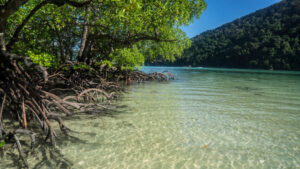 The Hidden Environmental Value of Mangroves