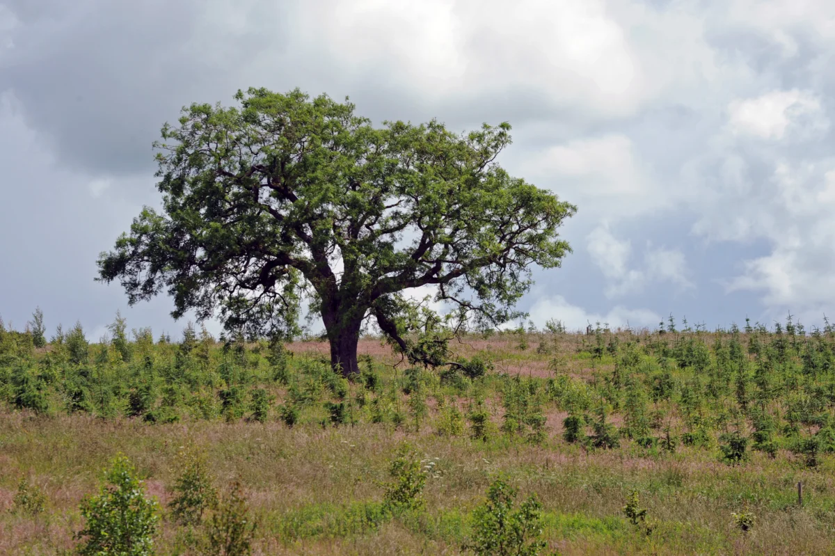 Antalis’ Forest Carbon Scheme helps printers reduce their environmental impact