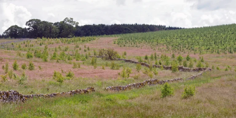 Antalis’ Forest Carbon Scheme helps printers reduce their environmental impact