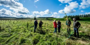 Antalis Tree planting