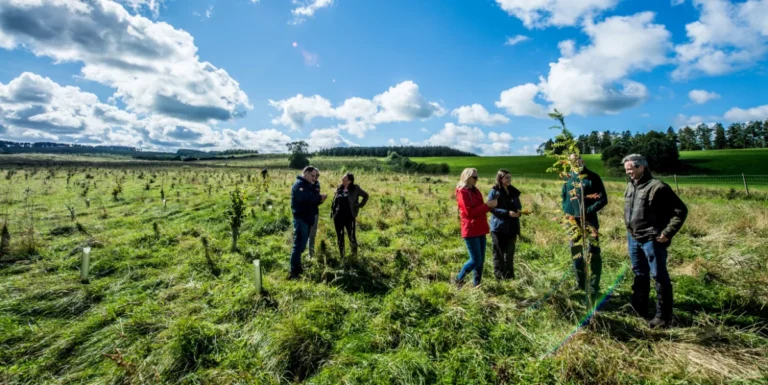 Antalis Tree planting