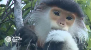 vietnam’s khe nuoc trong (knt) forest