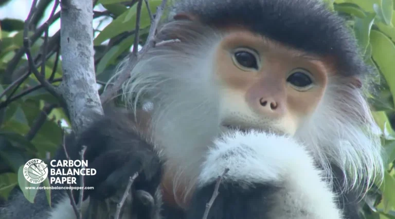 vietnam’s khe nuoc trong (knt) forest